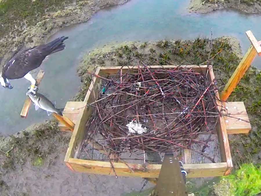 águila pescadora