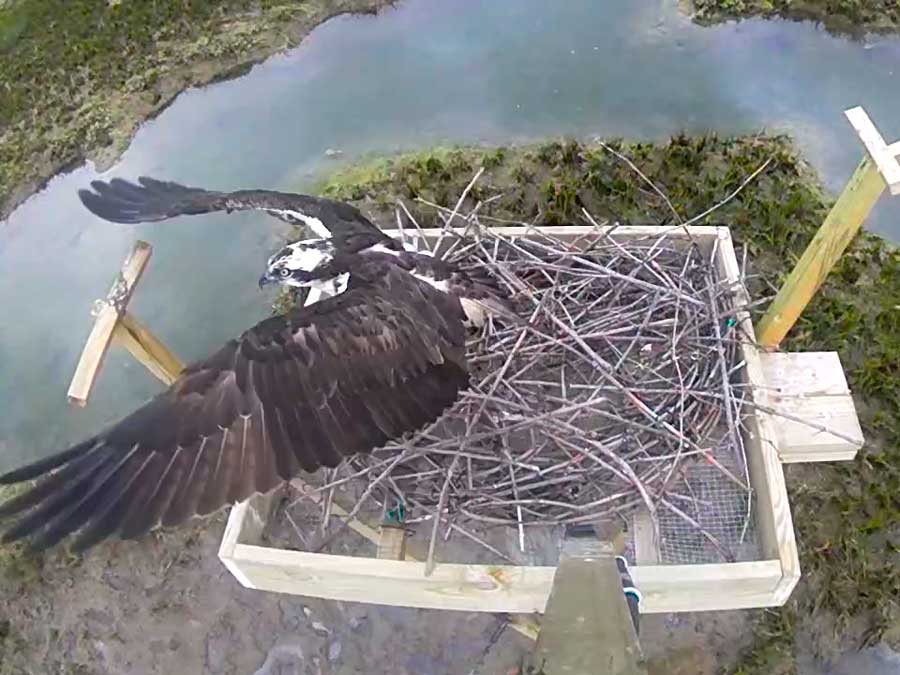 águila pescadora