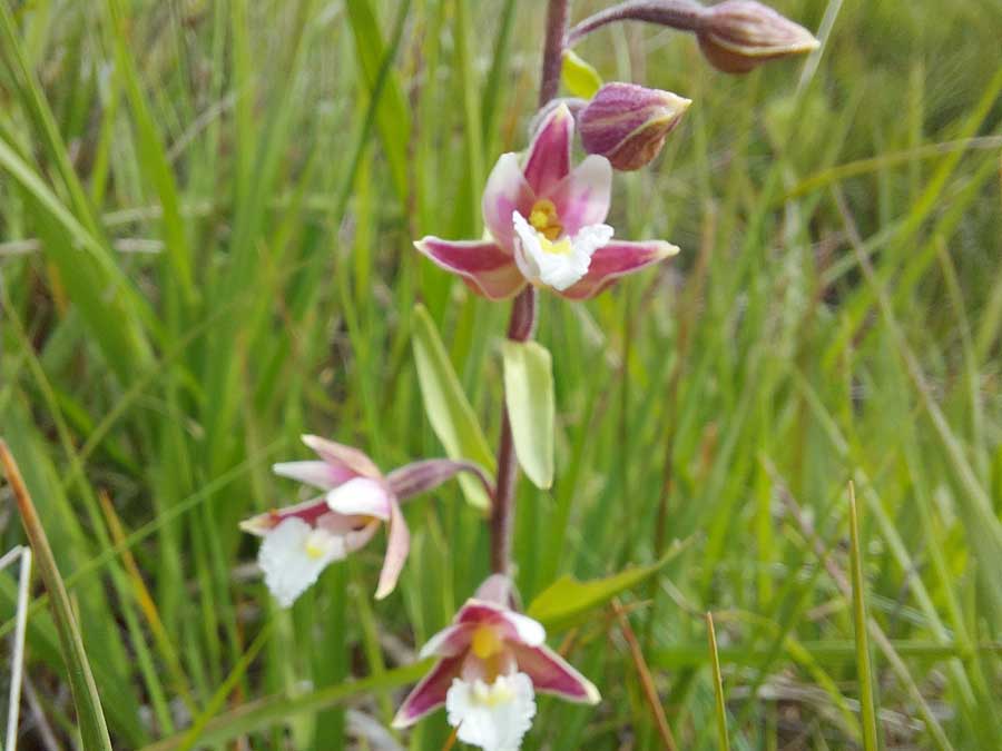 epipactis palustris