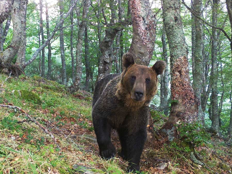 oso pardo