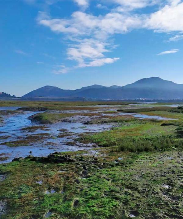 Marismas de Santoña