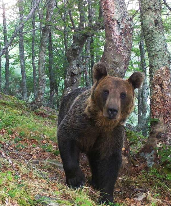 oso pardo